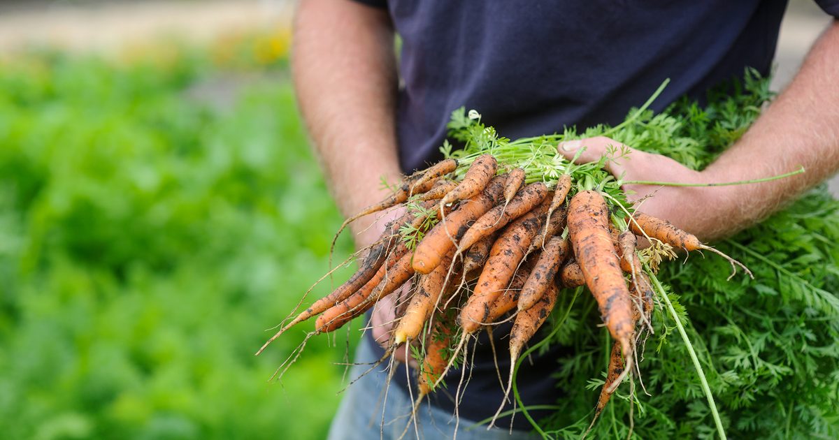 Como cultivar cenouras