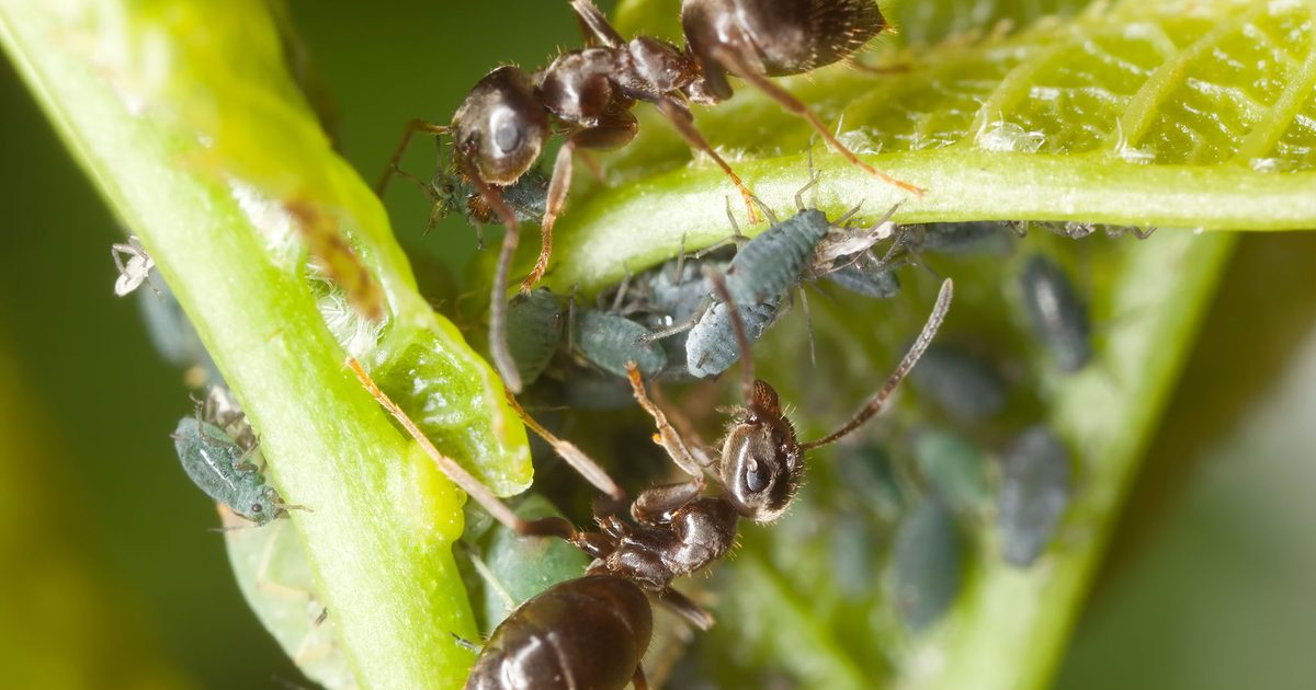 Como se livrar das formigas