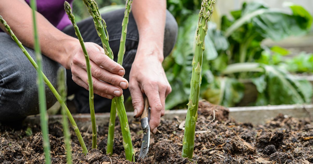 Como cultivar espargos