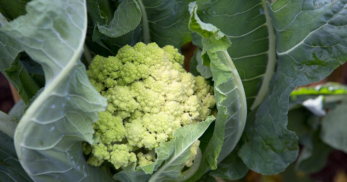 Como fazer crescer o Romanesco