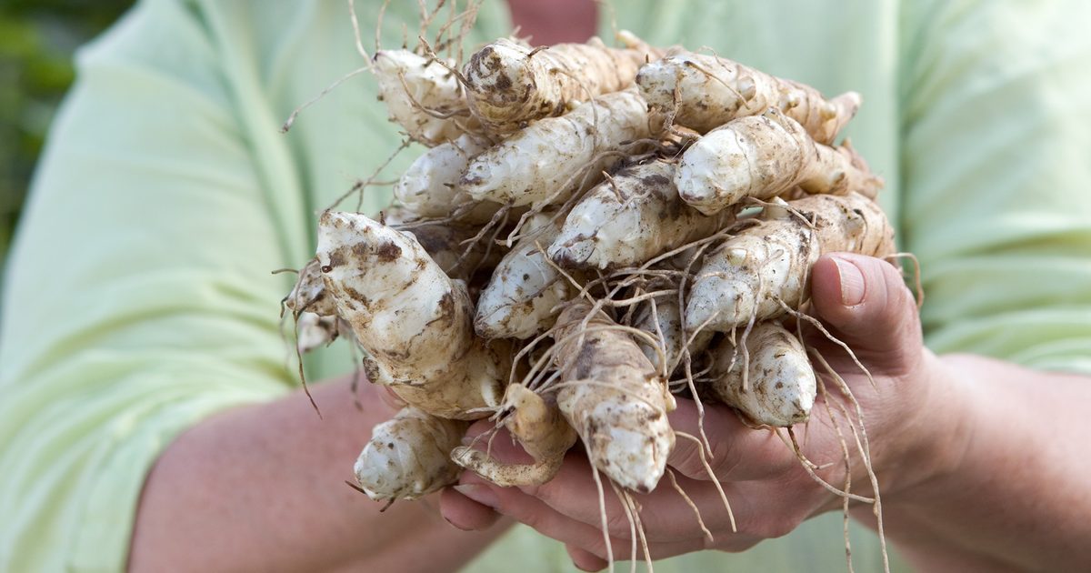 Como cultivar alcachofra de Jerusalém