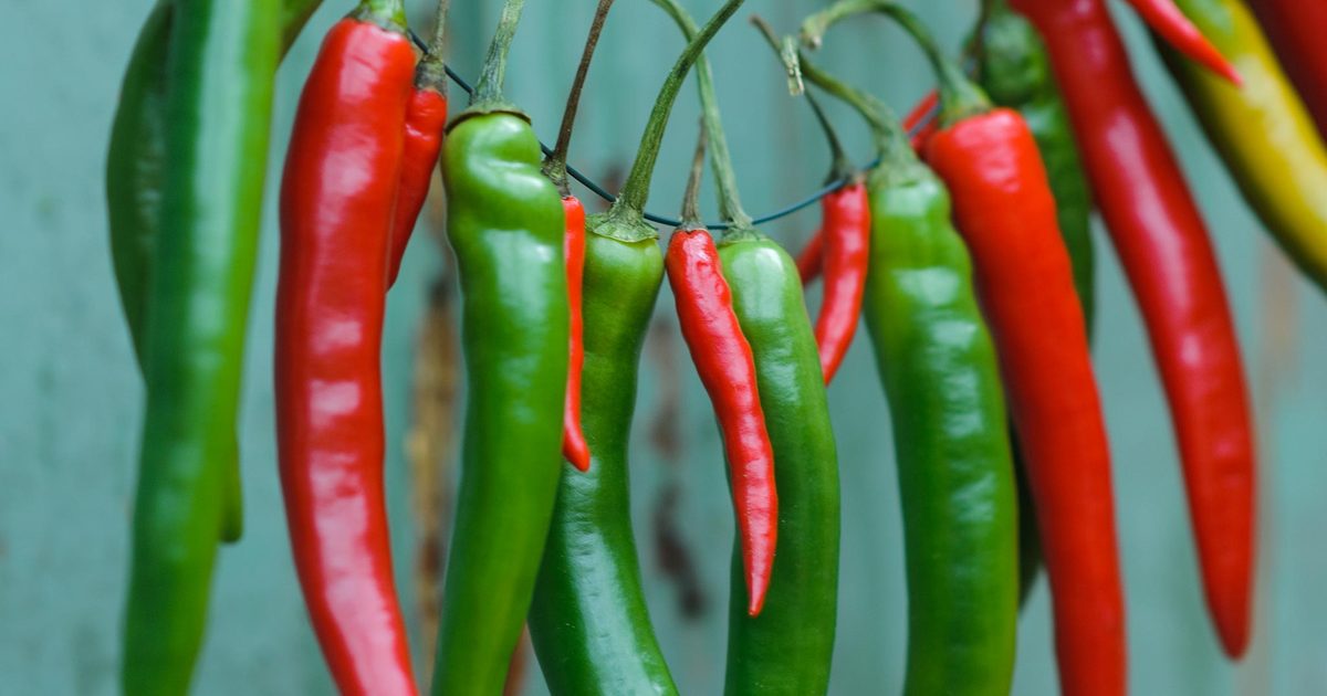 Cultivo de plantas de pimenta: como colher suas próprias pimentas