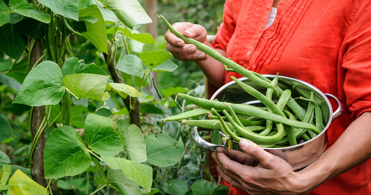 Como cultivar feijão verde