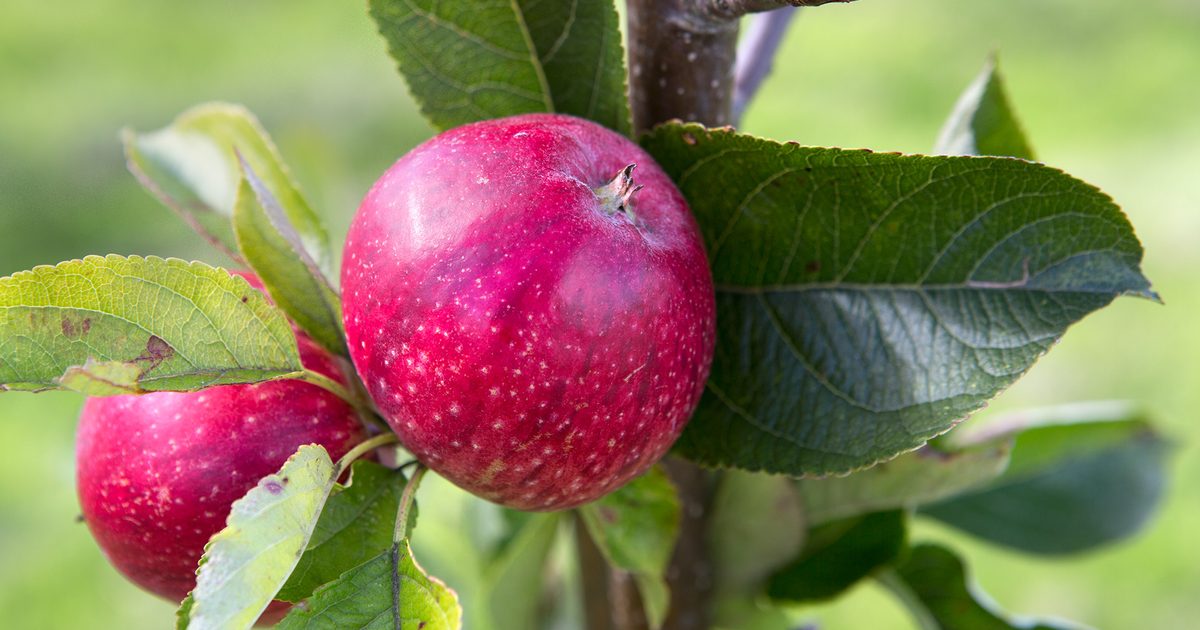 Melhores variedades de maçã para cultivar