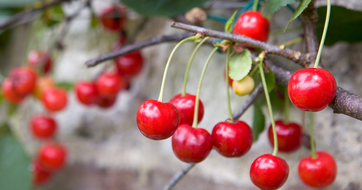 Como cultivar cerejas