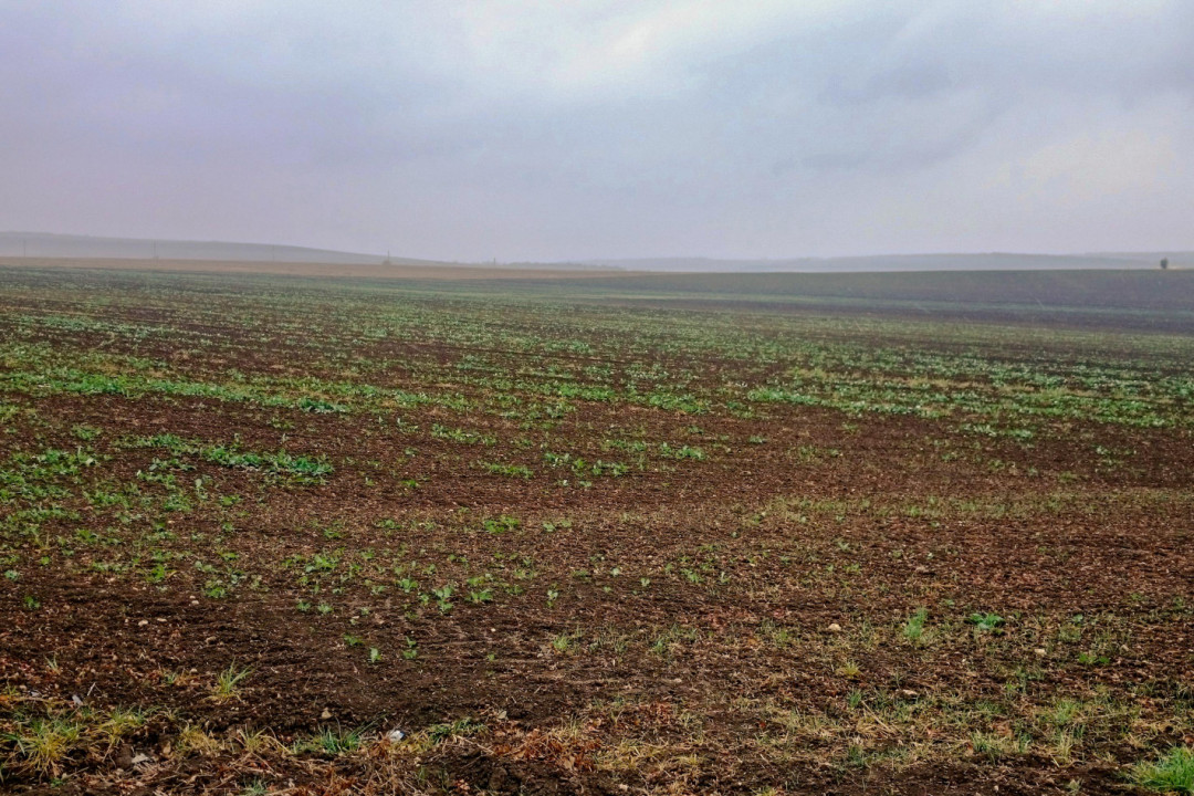 Os agricultores estragam a canola, temem que isso seja necessário também para o trigo